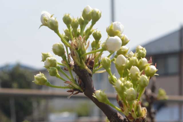 稲城 梨の花 つぼみが膨らみはじめた 18年3月27日